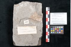 Foto (Objekt + Etikett) von Fraxinus savinensis Ettingshausen (NHMW-GEO-2024-0188-8006)